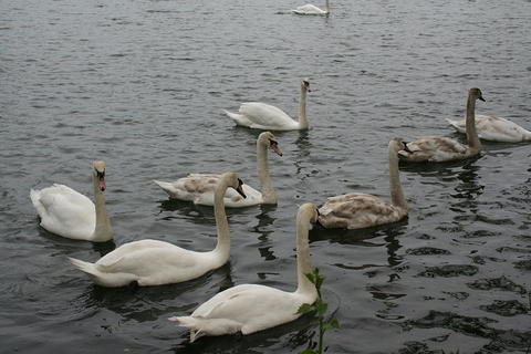 IMG 7381