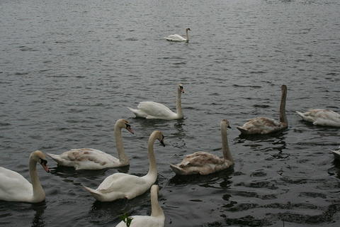IMG 7382