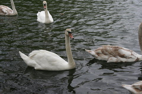 IMG 7383