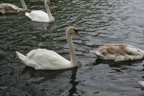 IMG 7385