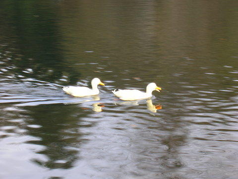 DSCN4076