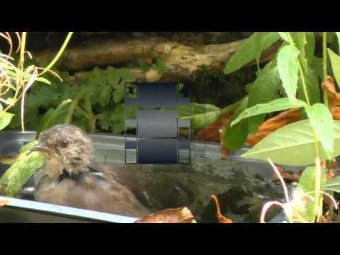 Singing in the bathtu