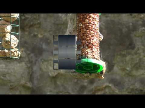 squirrel full sequence