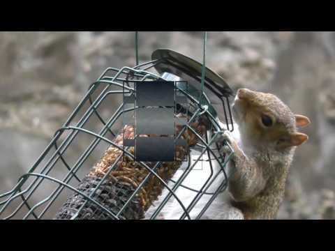 Backyard Battles - War is Over