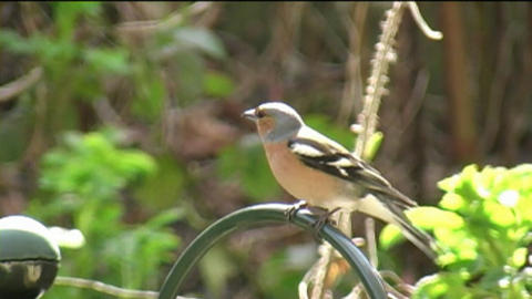 ornithology 05