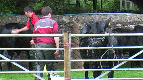 County Show 05