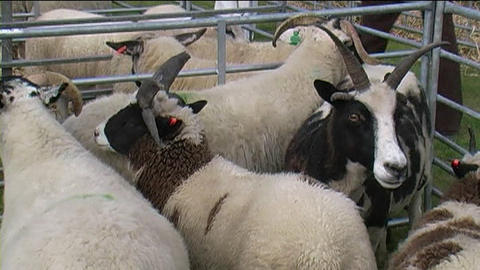 County Show 11