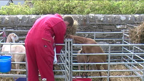 County Show 13
