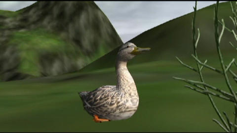 Ducks 05
