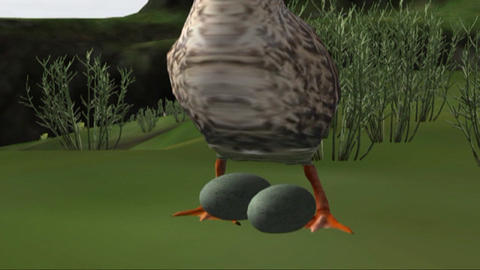 Ducks 07