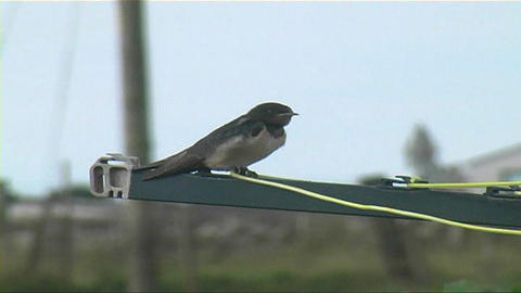 swallows 3