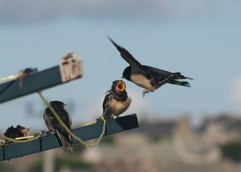 Mid-Air refuelling cropped 
