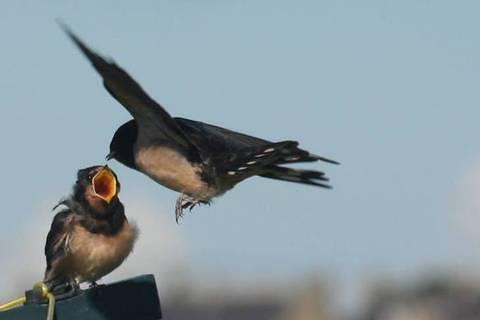 Mid-Air refuelling judge-cropped 