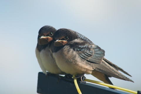 Swallows at Rest