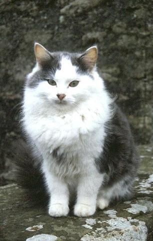 Family Cat