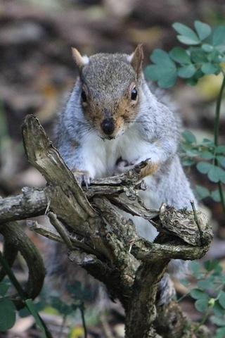 Where's my nuts