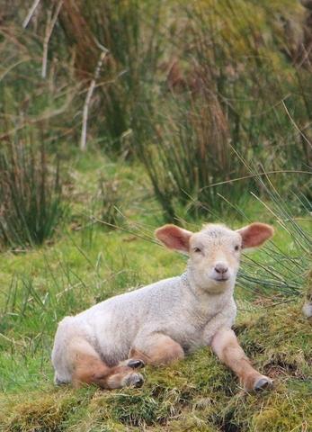 Spring Lamb