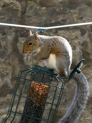 squirrel proof feeder!