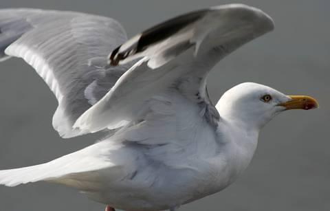 GULL