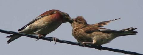 HIGH WIRE FEEDING