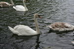 IMG 7385