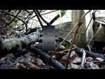 Backyard Battles - The Fight goes on