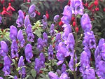 bees 3