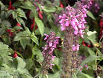 bees 4
