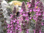 bees 5