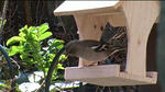 ornithology 01