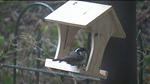ornithology 02