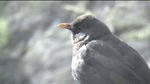 ornithology 03