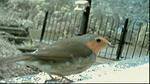 ornithology 04