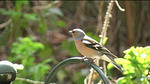 ornithology 05