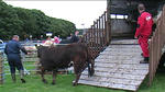 County Show 02