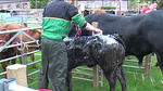 County Show 03