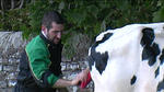 County Show 04