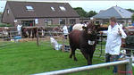 County Show 07