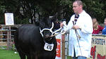 County Show 08