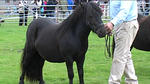 County Show 10