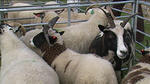 County Show 11