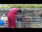 The County Show
