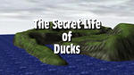 The Secret Life of Ducks