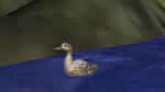 Ducks 02