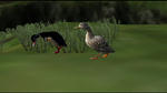 Ducks 03
