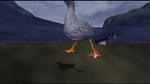 Ducks 04