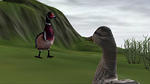Ducks 06