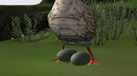Ducks 07