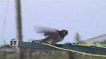 swallows 1