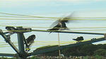 swallows 2